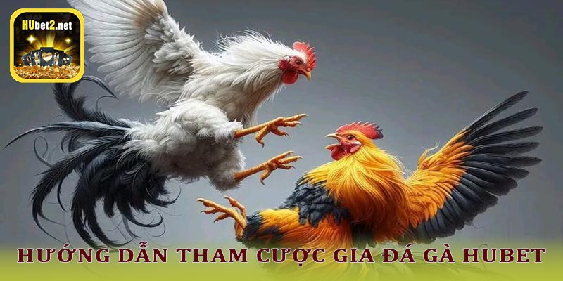 Cách tham gia Đá gà Hubet